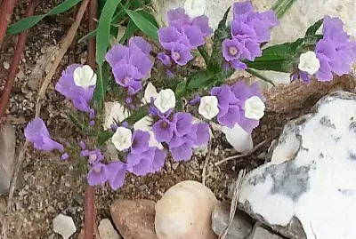 פאזל של ×¡×’×•×œ