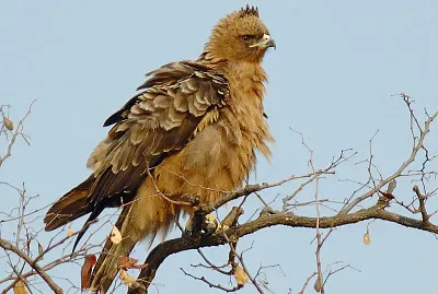 Aquila wahlbergi