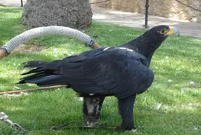 Aquila verreauxii