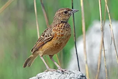 Allodola del flapet