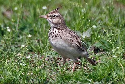 Allodola crestata