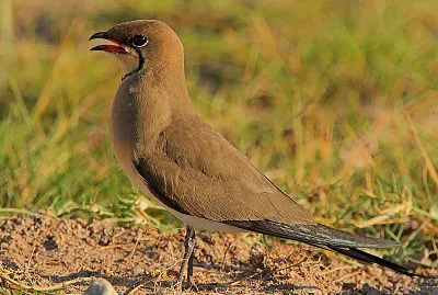 Pratincole dal collare