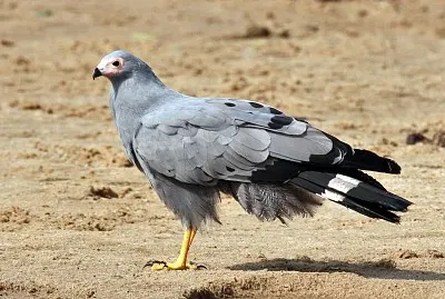 Falco africano