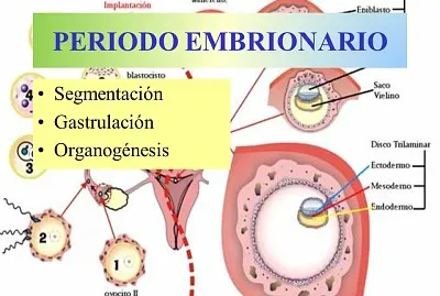 PERIODO EMBRIONARIO