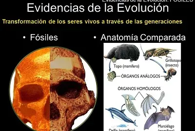EVIDENCIAS DE LA EVOLUCIÃ“N