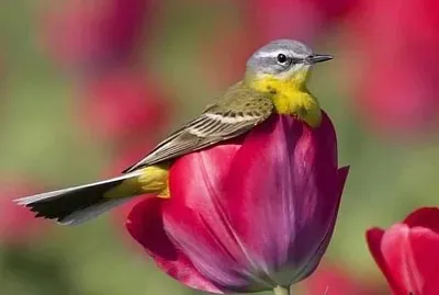 פאזל של belleza