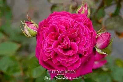 flores