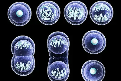 פאזל של Fases da Mitose_EM