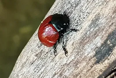 Imagens jigsaw puzzle