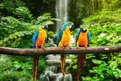 Animales