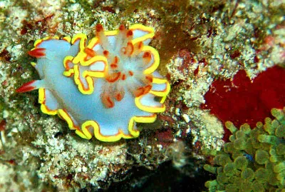 Red tipped sea goddess