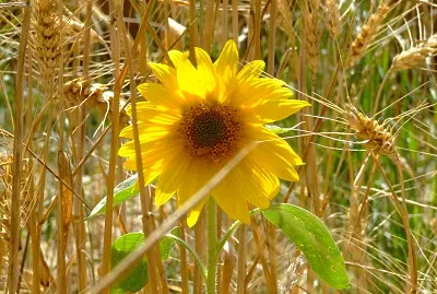tournesol