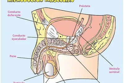 Sistema reproductor