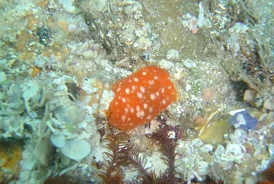 Berthellina granulata