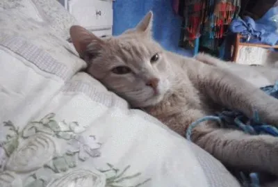 photos of our own animals and ones from our local zoo