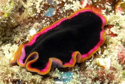 Pseudobiceros hancockanus jigsaw puzzle