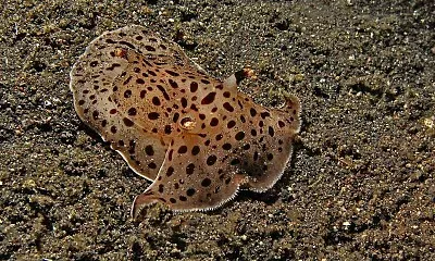 Euselenops luniceps jigsaw puzzle