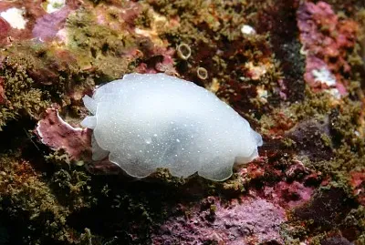 Berthella californica jigsaw puzzle