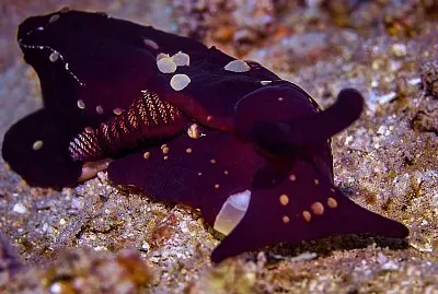 Berthella martensi