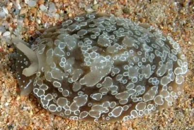 Berthella ocellata