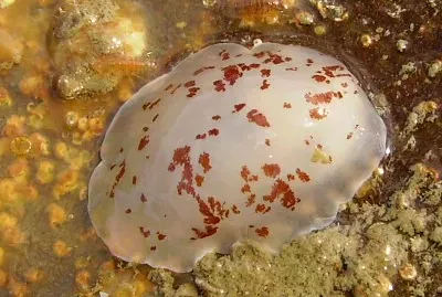 Berthella ornata