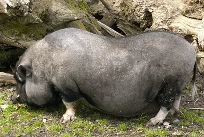 Maialino vietnamita