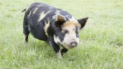 Maialino kunekune