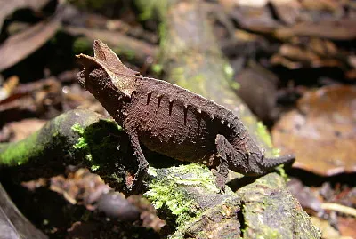 Brookesia superficialis