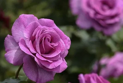 Rosas lilÃ¡s
