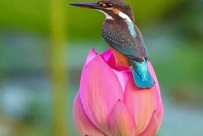cores