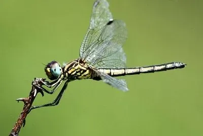 Trithermis dorsali