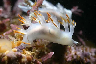 Dendronotus album jigsaw puzzle