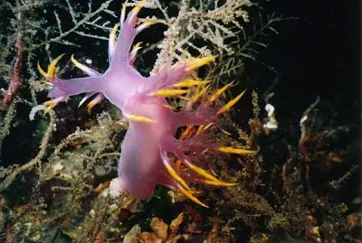 Dendronotus diversicolor