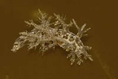 Dendronotus frondosus jigsaw puzzle