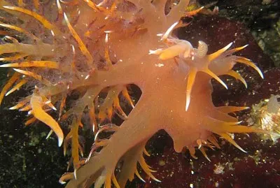 Dendronotus iris jigsaw puzzle