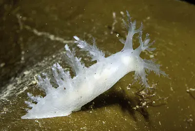 Dendronotus lacteus jigsaw puzzle