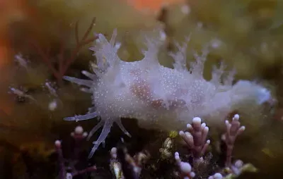 Dendronotus robustus jigsaw puzzle