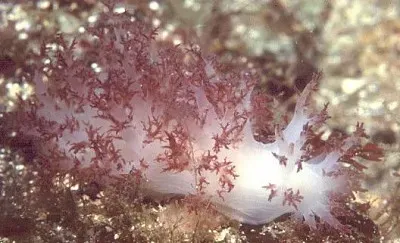 Dendronotus rufus jigsaw puzzle