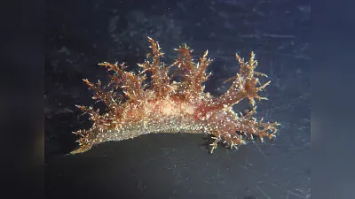 Dendronotus venustus jigsaw puzzle