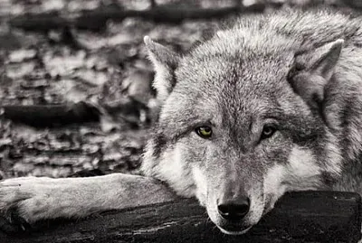 CENÃRIO K59 jigsaw puzzle