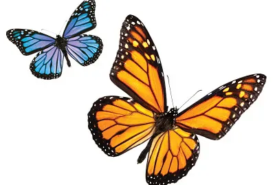 butterfly jigsaw puzzle