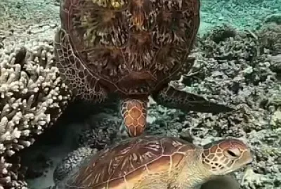 Oceano