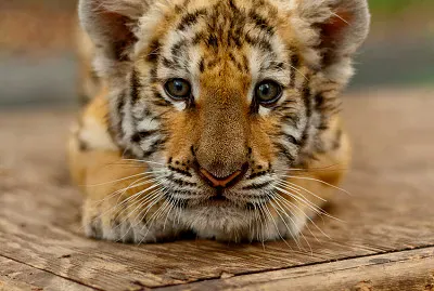 tigre lindo