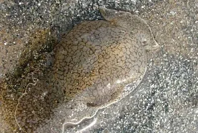 Pleurobranchaea meckelii jigsaw puzzle