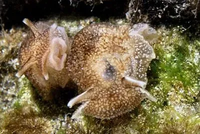 Pleurobranchaea maculata