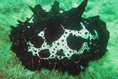 Pleurobranchus mamillatus