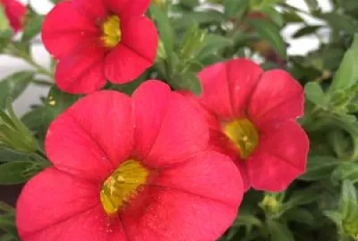 flores