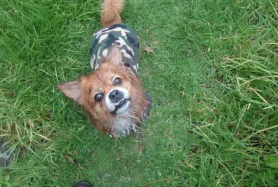 פאזל של bobillo