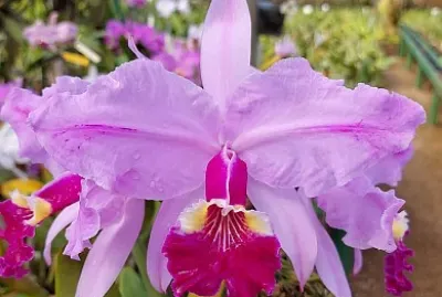 flores