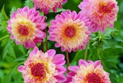 flores